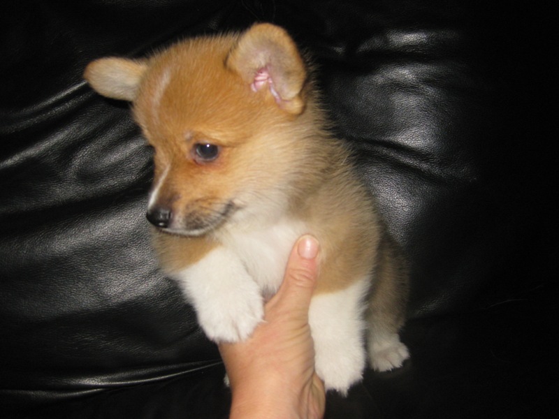 Puppies